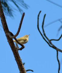 Phylloscopus bonelli