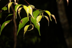 Uromyrtus tenella