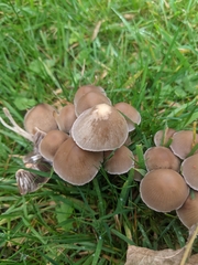 Panaeolus foenisecii