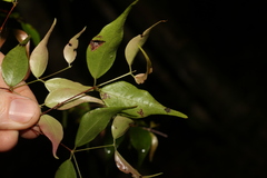 Uromyrtus tenella