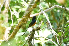 Copsychus malabaricus