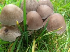 Panaeolus foenisecii