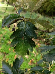 Scandosorbus intermedia