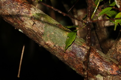 Uromyrtus tenella