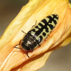 Acmaeodera solitaria