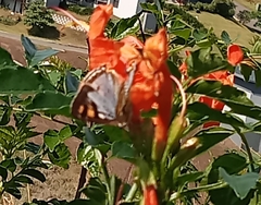 Papilionoidea