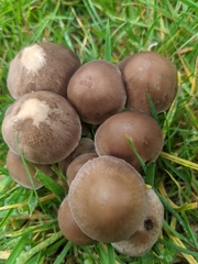 Panaeolus foenisecii
