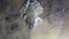 Platyplectrum fletcheri