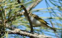 Phylloscopus bonelli
