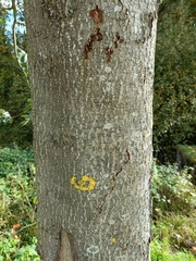 Scandosorbus intermedia