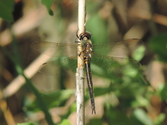 Somatochlora arctica