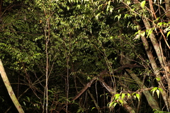 Uromyrtus tenella