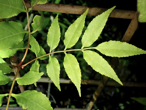 Japanese Ash (Fraxinus lanuginosa)