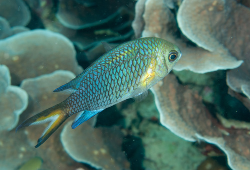 Yellowaxil chromis (Chromis xanthochira) — Pomacentridae — 4