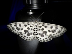 Antipercnia albinigrata