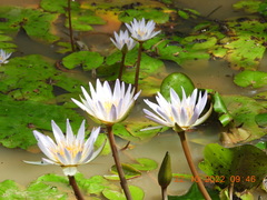 Nymphaea elegans