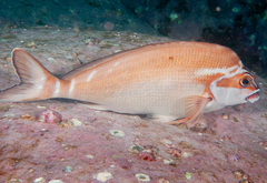 Morwong fuscus