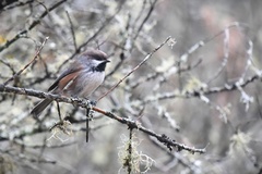 Poecile hudsonicus