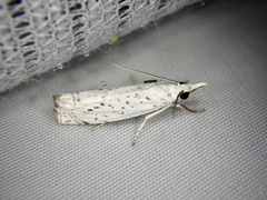 Chrysoteuchia distinctellus