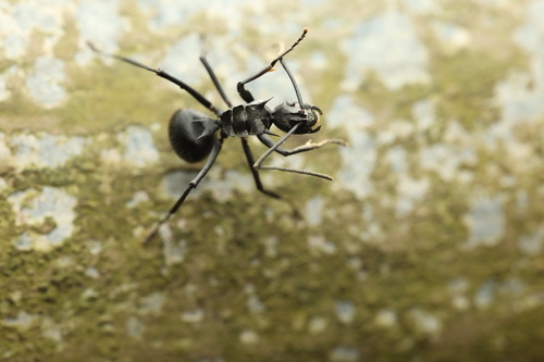 费氏多刺蚁Polyrhachis fellowesi