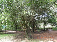 Bambusa vulgaris