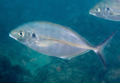 Pseudocaranx georgianus