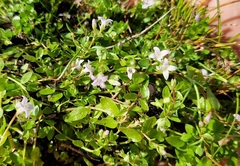 Oldenlandia salzmannii