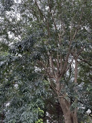 Fraxinus griffithii