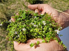 Oldenlandia salzmannii