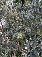 Fraxinus griffithii