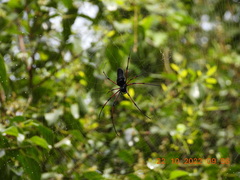 Nephila kuhli