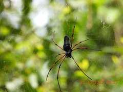 Nephila kuhli