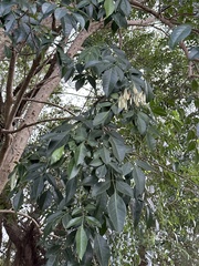 Fraxinus griffithii