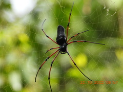 Nephila kuhli