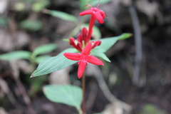 Crusea coccinea