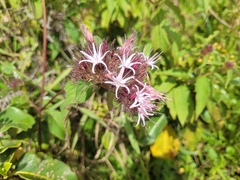 Virectaria