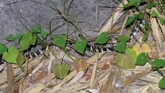 Bungarus multicinctus