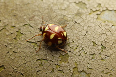 Ceratogergithus pseudotessellatus