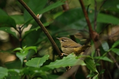 Phylloscopus schwarzi
