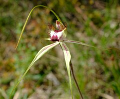 Caladenia tentaculata × venusta