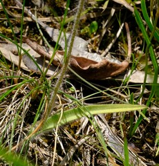 Caladenia tentaculata × venusta