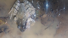 Platyplectrum fletcheri