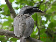 Ocyceros birostris