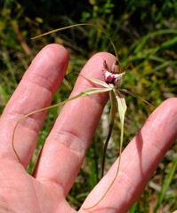 Caladenia tentaculata × venusta