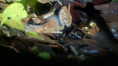 Platyplectrum fletcheri