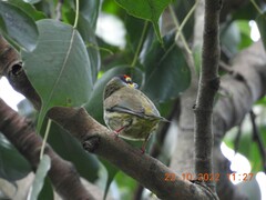 Psilopogon haemacephalus