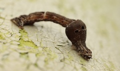 Plesiomorpha flaviceps