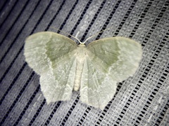 Maxates albistrigata