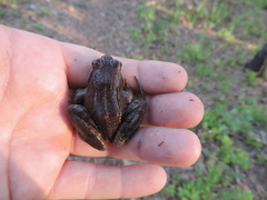 Rana