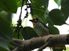 Psilopogon haemacephalus